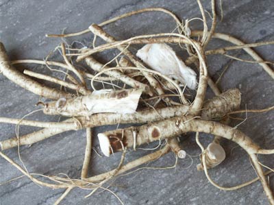 rootsHorseradish
